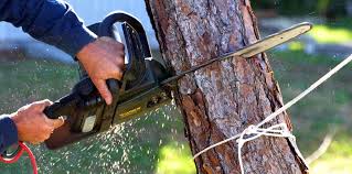 Best Tree Health Inspection  in Pleasureville, KY