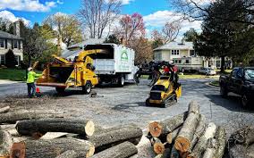 Best Leaf Removal  in Pleasureville, KY