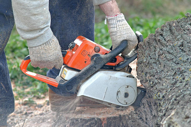 Best Fruit Tree Pruning  in Pleasureville, KY