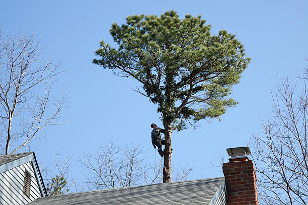 How Our Tree Care Process Works  in  Pleasureville, KY