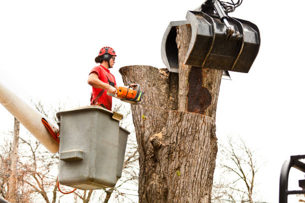 Best Root Management and Removal  in Pleasureville, KY